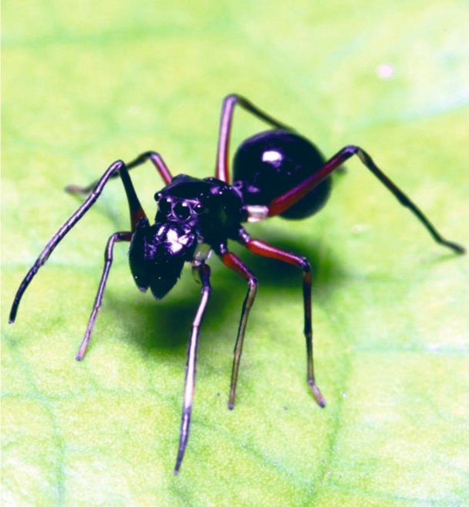 I když vypadá jako mravenec, je to dospělá samice pavouka skákavky Toxeus magnus (foto Chen et al, doi: 10.1126/science.aat3692.).