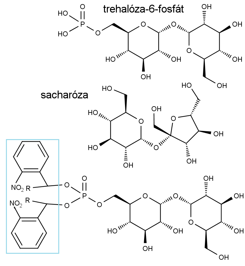 Nahoře trehalóza-6-fosfát, uprostřed sacharóza, dole derivát trehalóza-6-fosfátu pronikající do buněk. Zajišťují to skupiny  modrém rámečku.