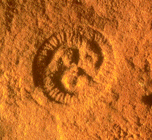 Zkamenělina z dnešního pohledu bizarního ediakarského tvora Tribrachidium heraldicum s trojčetnou symetrií. Fosilie pochází  z Ediakarského pohoří (Ediacara Hills) v Austrálii, podle kterého nese období jméno, foto University of California v Berkeley, Museum of Paleontology.