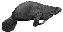 kapustňák (Trichechus senegalensis) - současný příslušník řádu Sirenia