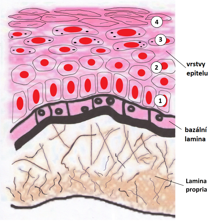 Stavba sliznice ústní dutiny na řezu, Lamina propria  je vrstva slizničního vaziva, bazální lamina odděluje epitelovou tkáň od pojivové, 1 - 4 jednotlivé vrstvy epitelu, po řadě Stratum basele, Stratum spinosum, Stratum granulosum a Stratum corneum, tvořená plochými buňkami bez jádra (Wiki-minor, CC BY-SA 3.0  (https://creativecommons.org/licenses/by-sa/3.0, via  Wikimedia Commons).