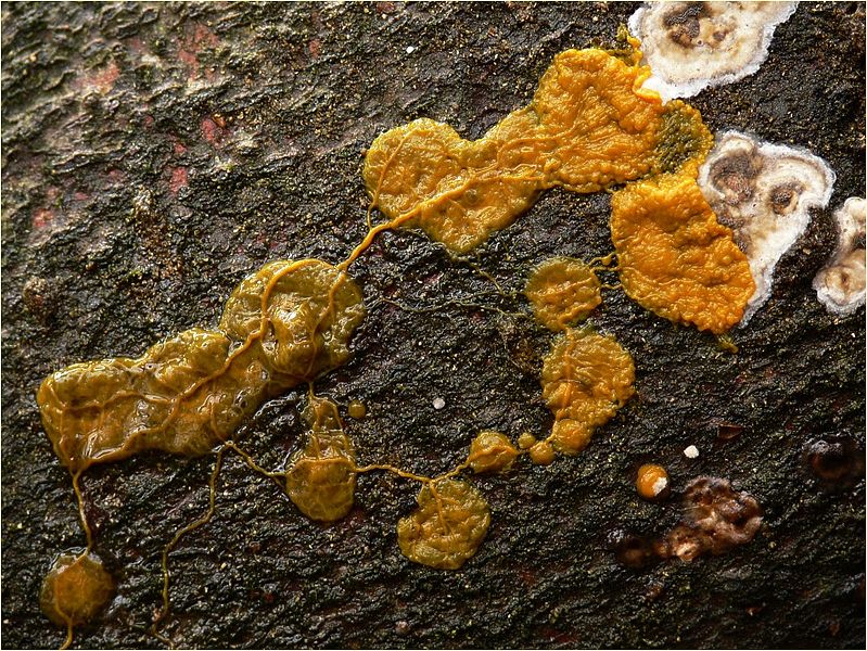 Kolonie vápenatky mnohohlavé Physarum polycephalum (foto Lebrac, CC-BY-SA, via Wikimedia Commons).