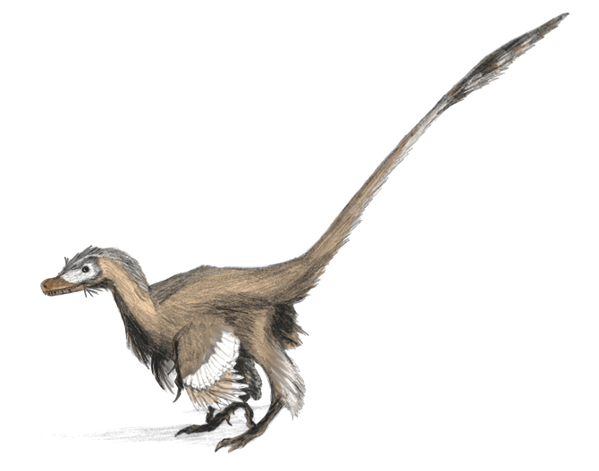 Moderní rekonstrukce druhu Velociraptor mongoliensis (Matt Martyniuk)