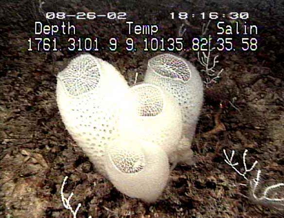 Křemíkatá houba křemitka pletená (Euplectella aspergillum, angl.Venus' Flower Basket), NOAA Office of Ocean Exploration /Public domain, https://commons.wikimedia.org/wiki/File:Venus_Flower_Basket.jpg. 