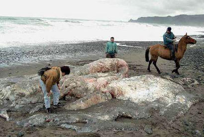 Rozkládající se zbytky vorvaně tuponosého na chilském pobřeží u Los Muermos