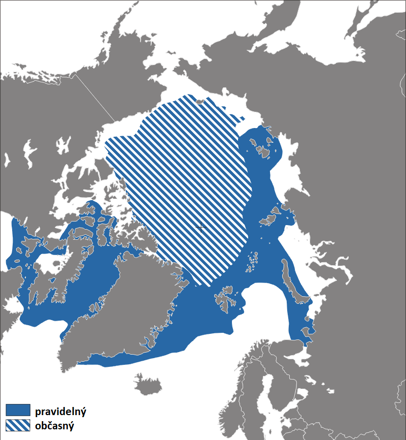 Oblast výskytu narvalů, modře pravidelný výskyt, čárkovaně občasný  výskyt, upraveno podle, Sansculotte/CC BY-SA, https://creativecommons.org/licenses/by-sa/2.5, https://commons.wikimedia.org/wiki/File:Narwhal_distribution_map.png .