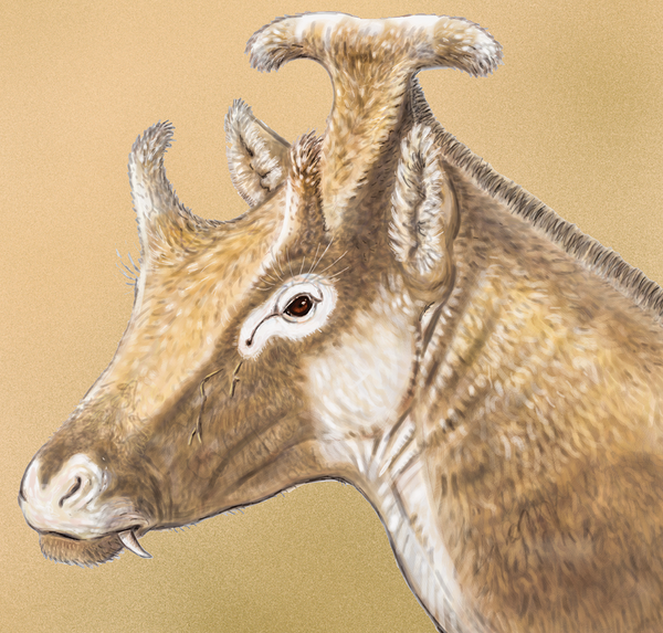 Rekonstruovaná hlava samce X. amidalae (Sánchez IM, Cantalapiedra JL, Ríos M, Quiralte V, Morales J (2015) Systematics and Evolution of the Miocene Three-Horned Palaeomerycid Ruminants (Mammalia, Cetartiodactyla). PLoS ONE 10(12): e0143034). doi:10.1371/journal.pone.0143034