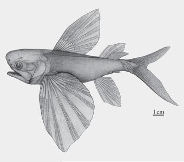 rekonstrukce ryby Potanichthys  xingyiensis (Feixiang Wu)