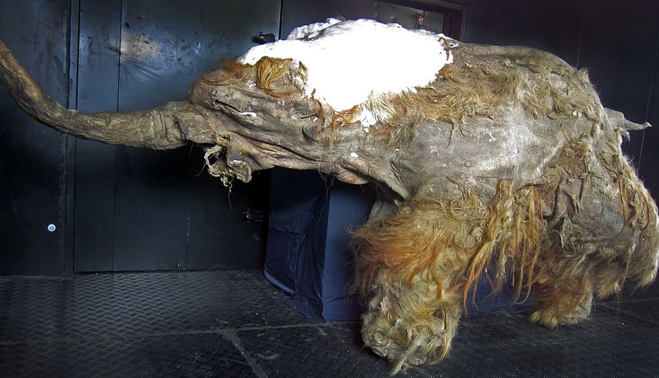 Mumie mamuta srsnatého pojmenovaná Yuka, foto Cyclonaut, CC BY-SA 4.0, https://creativecommons.org/licenses/by-sa/4.0.