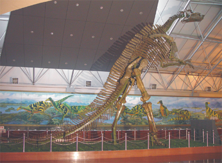 Kostra zhuchengosaura dosahuje výšky 9,1 m (foto Zhao a kol., 2007).