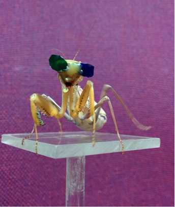 samička kudlanky Sphodromantis lineola s modro-zelenými stereoskopickými brýlemi, V. Nityananda et al., Insect stereopsis demonstrated using a 3D insect cinema, Scientific Reports, 2016/01/07/online, vol.6, p.18718, doi:10.1038/srep18718