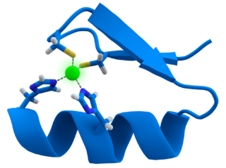 Struktura zinkového prstu. Zinečnatý kation (zelený) se váže na aminokyseliny histidin a cystein. Obr. Thomas Splettstoesser, GNU free documentation licence.