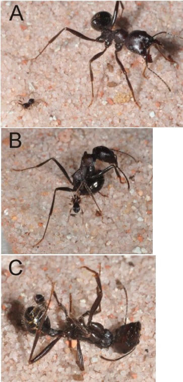 útok mravčíka na jeho kořist (Stano Pekár et al., Naturwissenschaften, DOI: 10.1007/s00114-014-1189-8)