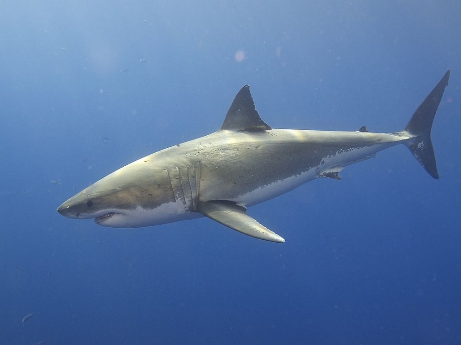 Žralok bílý (Carcharodon carcharias), foto Elias Levy (Great White Shark), CC BY 2.0, https://creativecommons.org/licenses/by/2.0, via Wikimedia Commons.